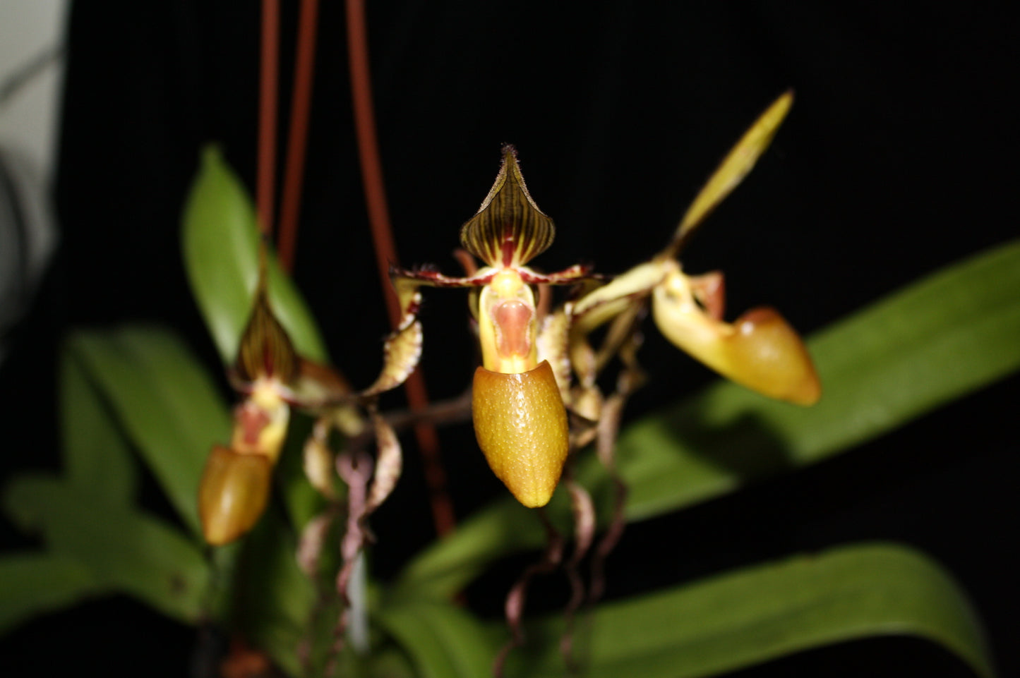 Paphiopedilum sanderianum