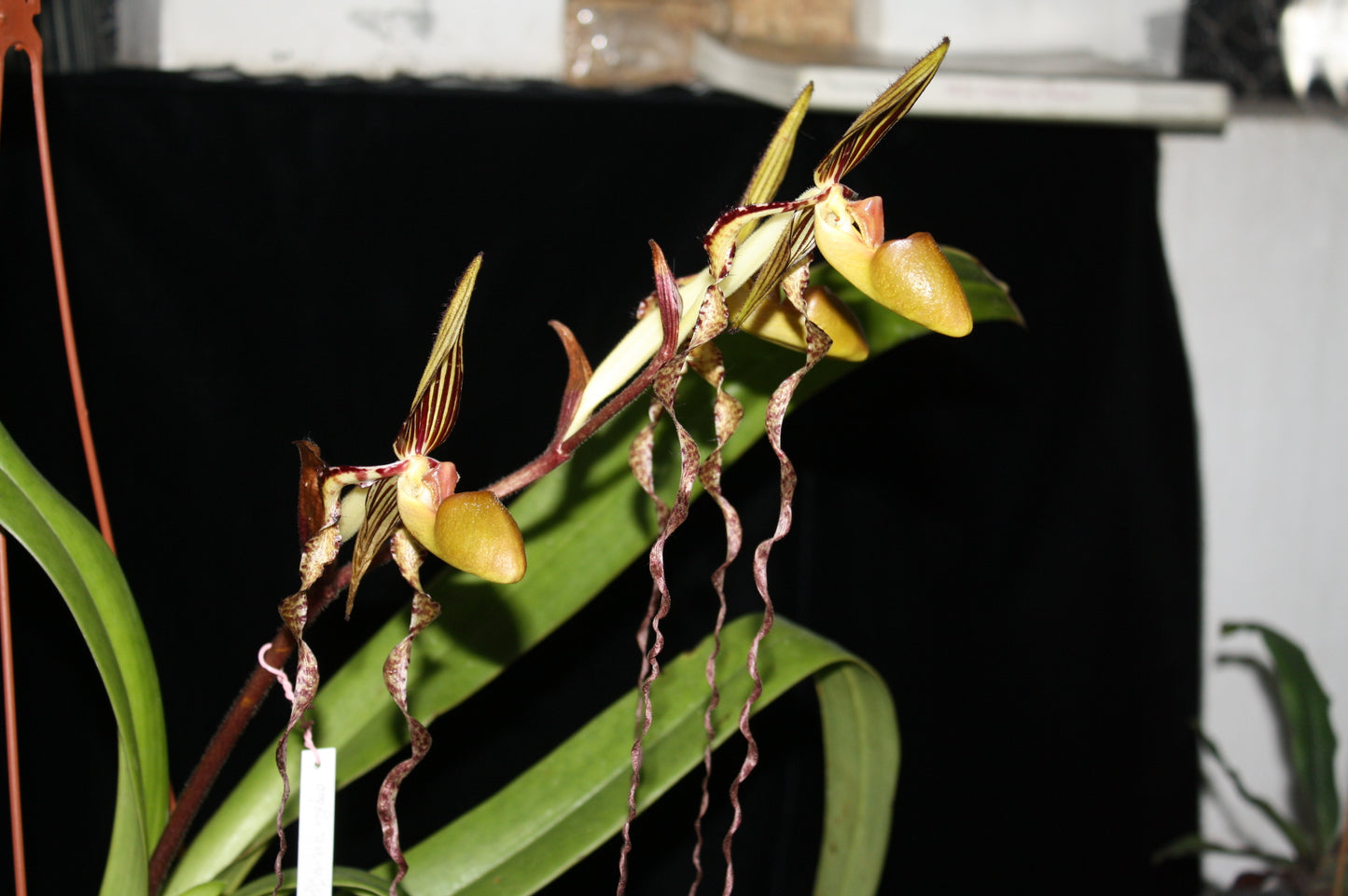 Paphiopedilum sanderianum