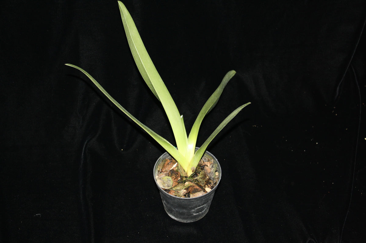 Paphiopedilum dianthum