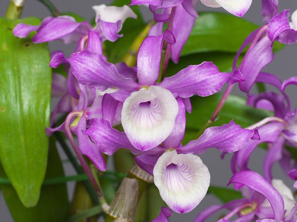Dendrobium tortile
