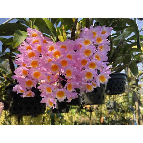 Dendrobium farmeri pink