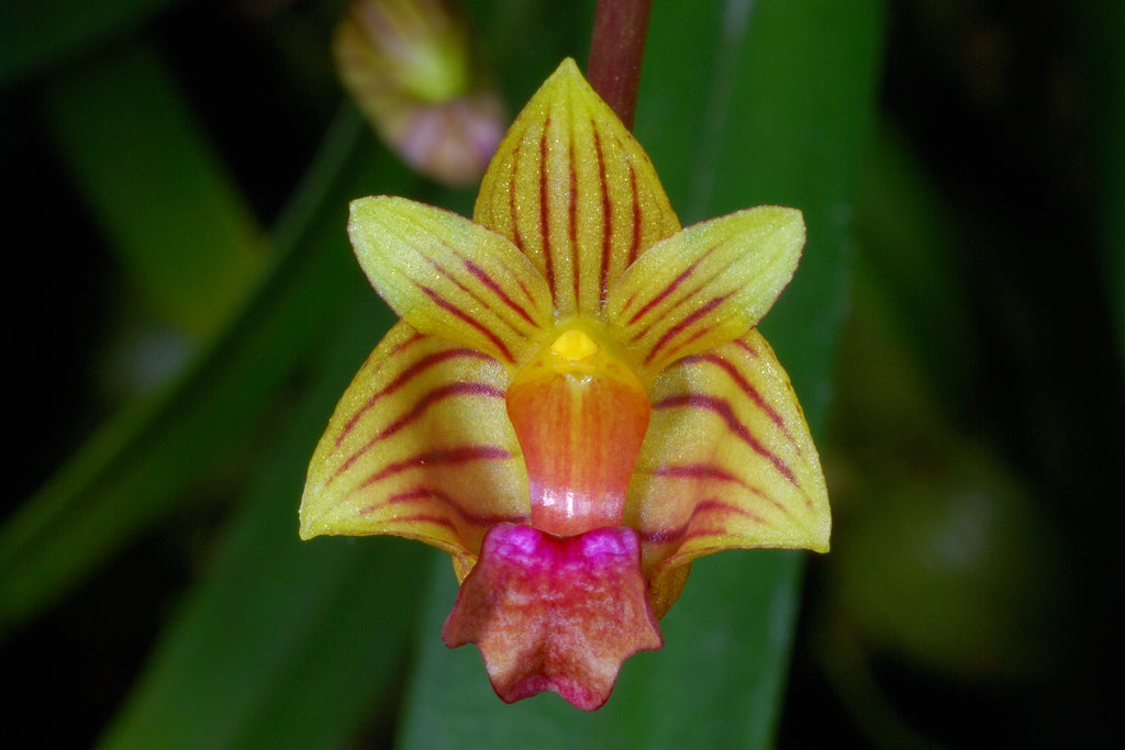 Bulbophyllum capillipes