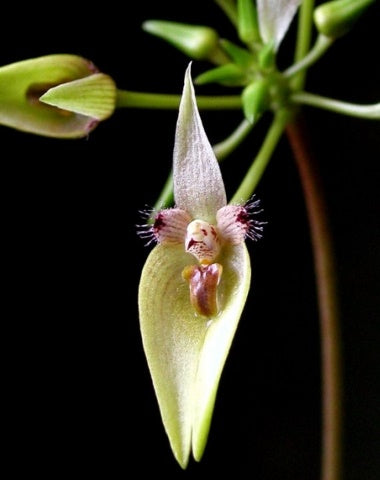 Bulbophyllum blepharistes