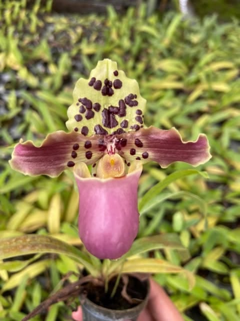 Paphiopedilum henryanum