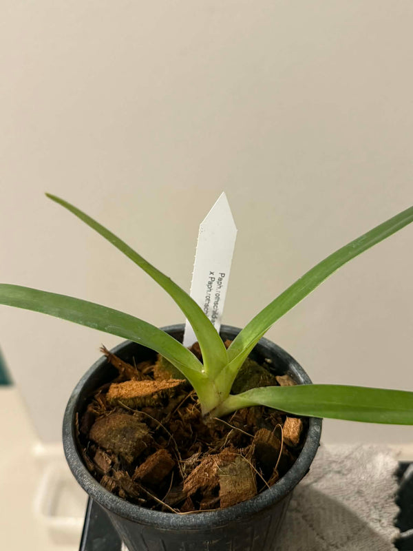 Paphiopedilum rothschildianum