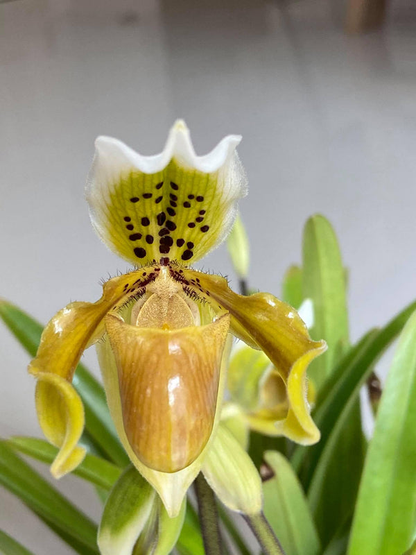 Paphiopedilum exul 1 Plant Lady slipper Orchid (Rare Collector's Item) Thailand orchid