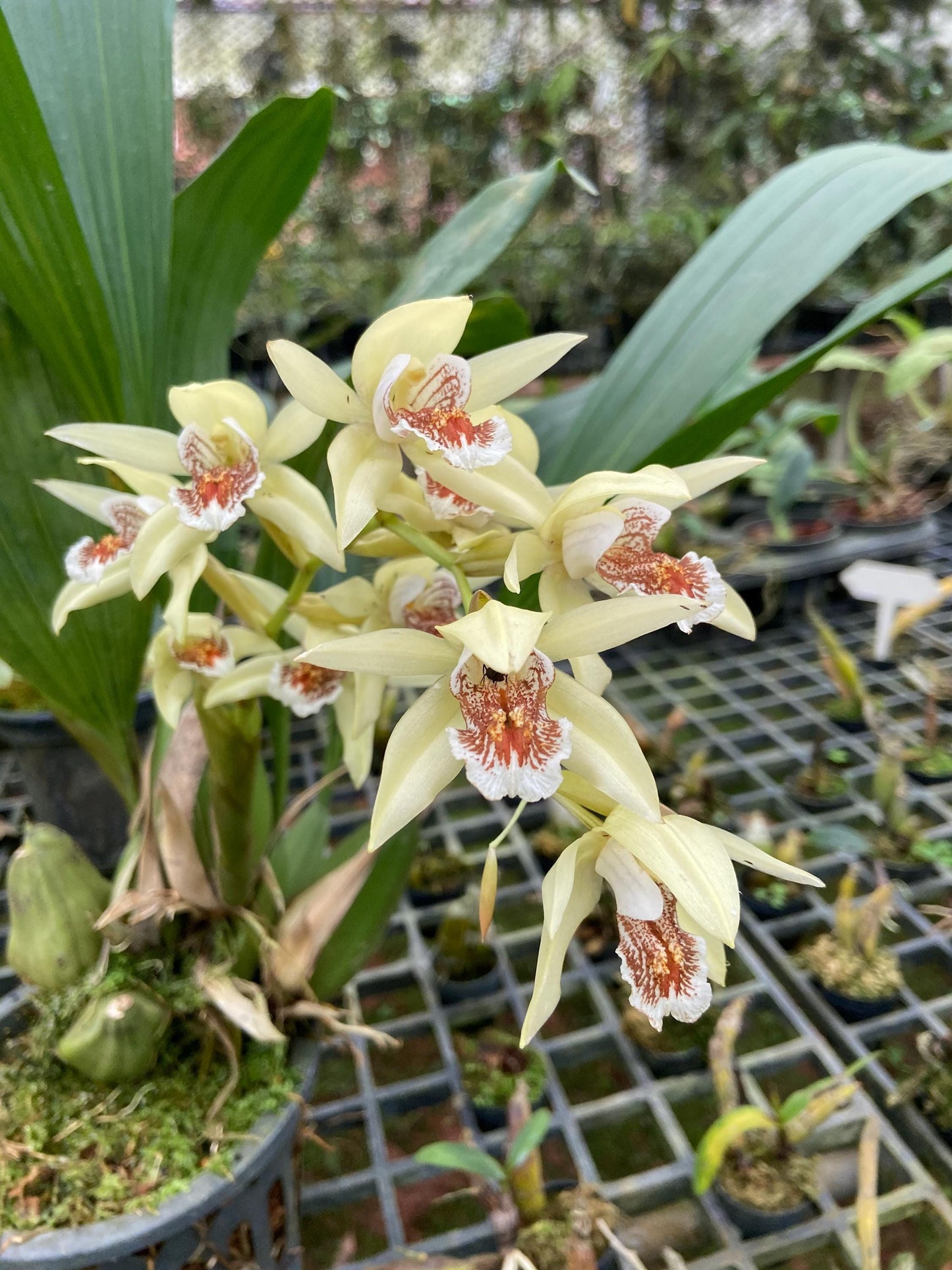 Coelogyne asperata