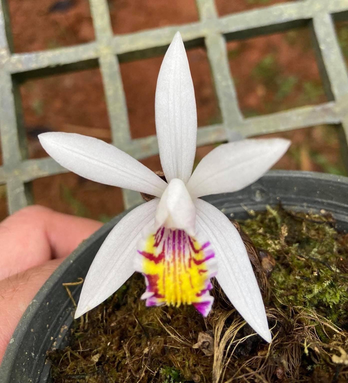 Pleione maculata Orchid Plant, Spotted Bloom Size (1" Pot)