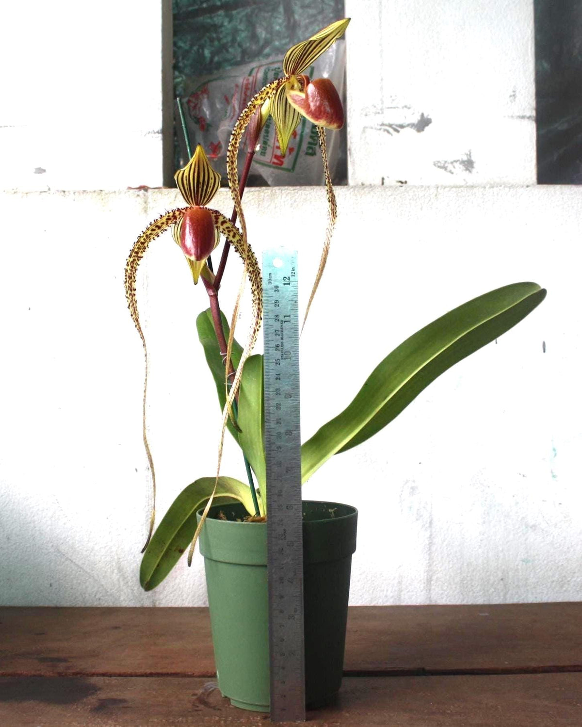 Paphiopedilum Prince Edward of York Orchid Plant – Bloom Size Hybrid Lady Slipper