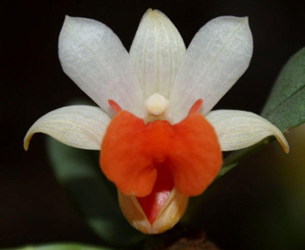 Dendrobium bellatulum