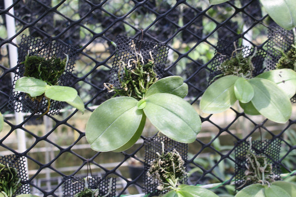 Phalaenopsis Violacea Indigo Orchid Plant – Rare Round Leaf Orchid