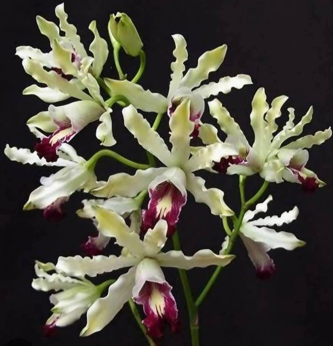 Schomburgkia thomsoniana semi alba Orchid Plant (Starter Size) Cattleya Laelia