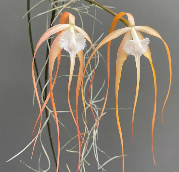Brassavola cucullata (Red Form) 1 Plant Orchid (Bloom Size)