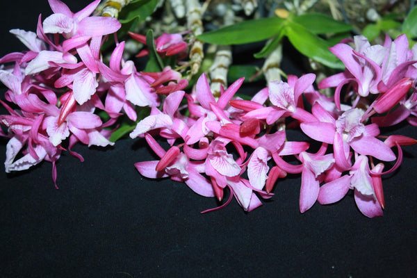 Dendrobium Rainbow Dance 1 Plant Orchid (Bloom Size) fragrant flower