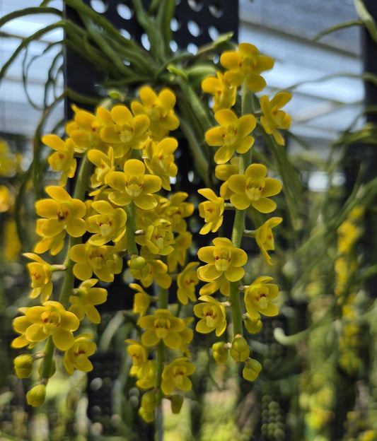 Chiloschista nakornpanomensis Orchid Plant, Leafless Collection (Bloom Size)