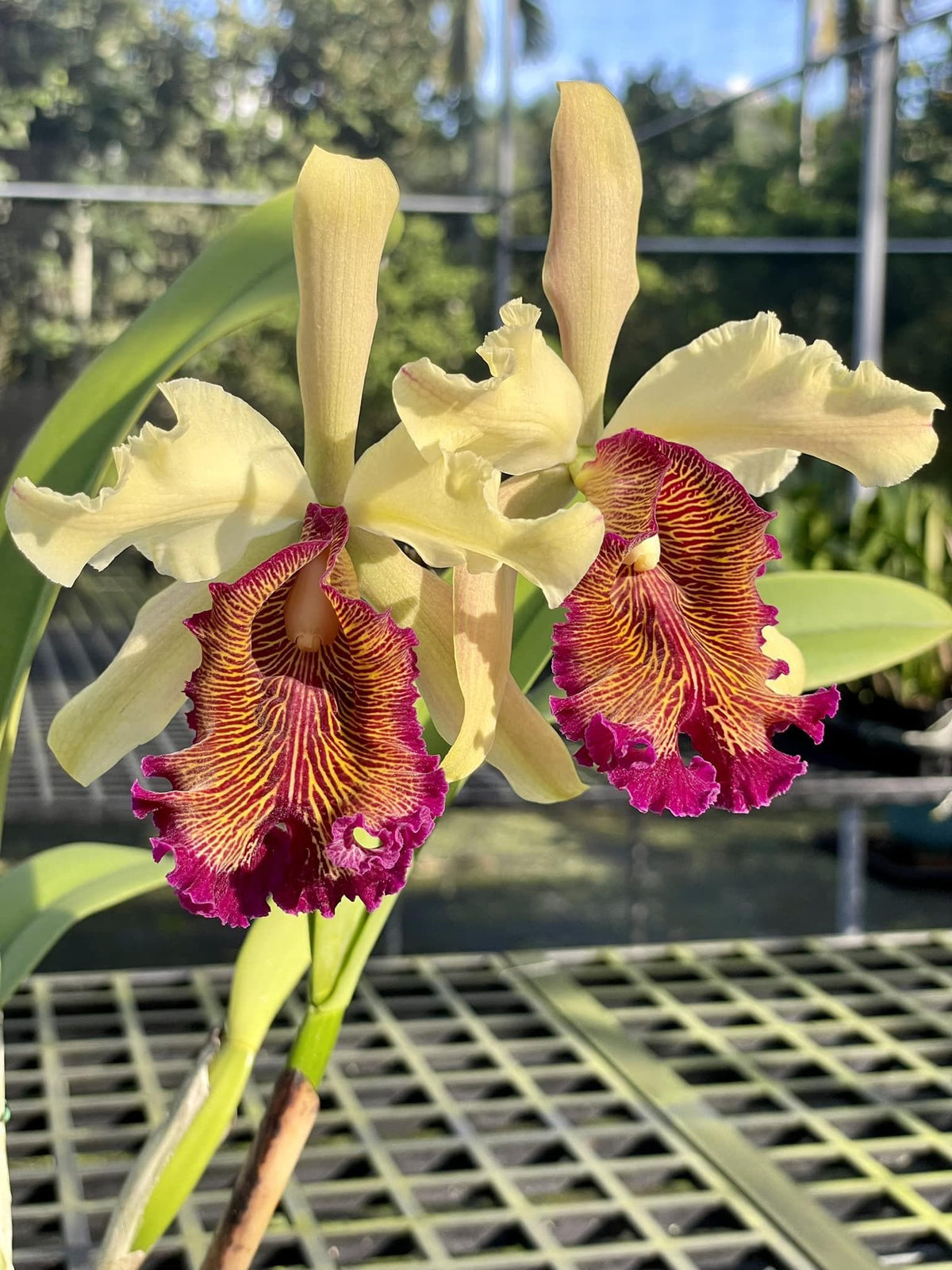 Cattleya Dowiana var. aurea - starter plant fragrant flowers 1 Plant Orchid (Rare Collector's Item)