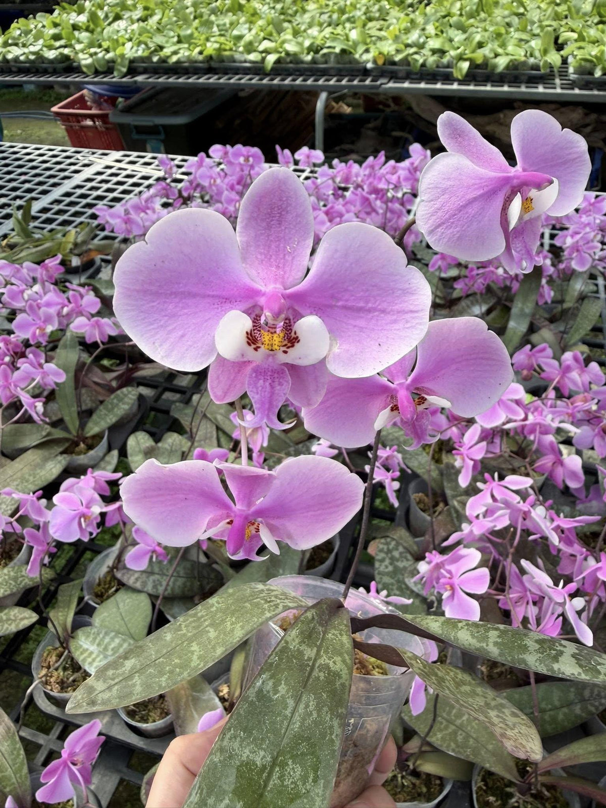 Phalaenopsis Schilleriana Orchid Plant, Pink Butterfly Orchid, Philippine Native Flower (2" Pot)
