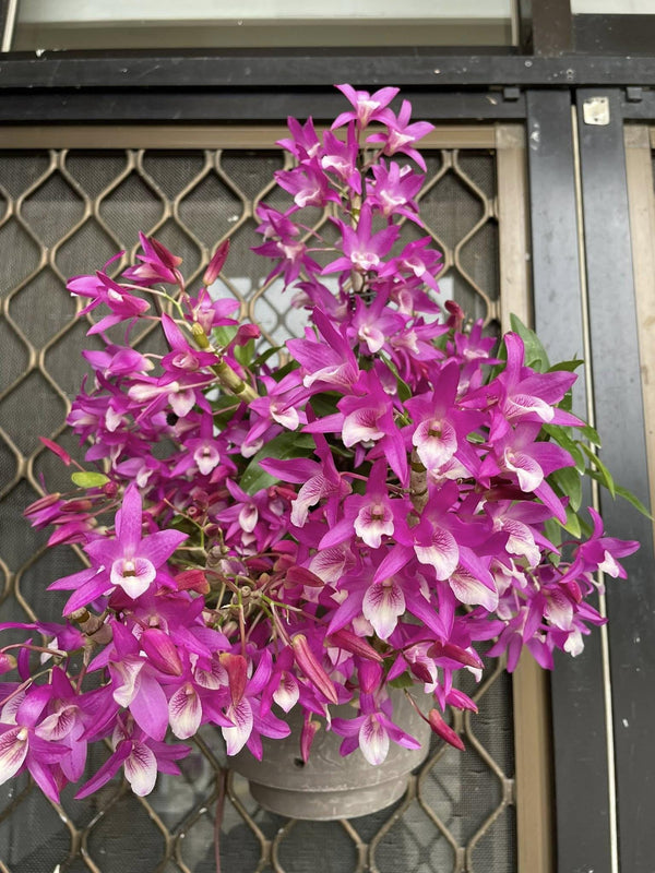Dendrobium Rainbow Dance 1 Plant Orchid (Bloom Size) fragrant flower