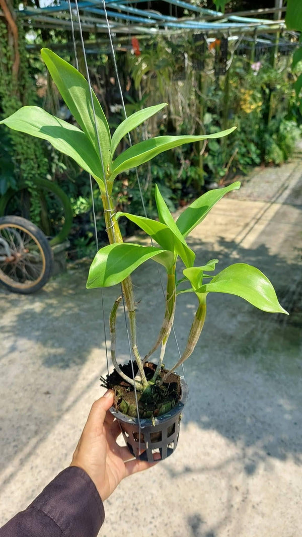 Dendrobium Roy Tokunaga 1 Plant Orchid hybrid plant