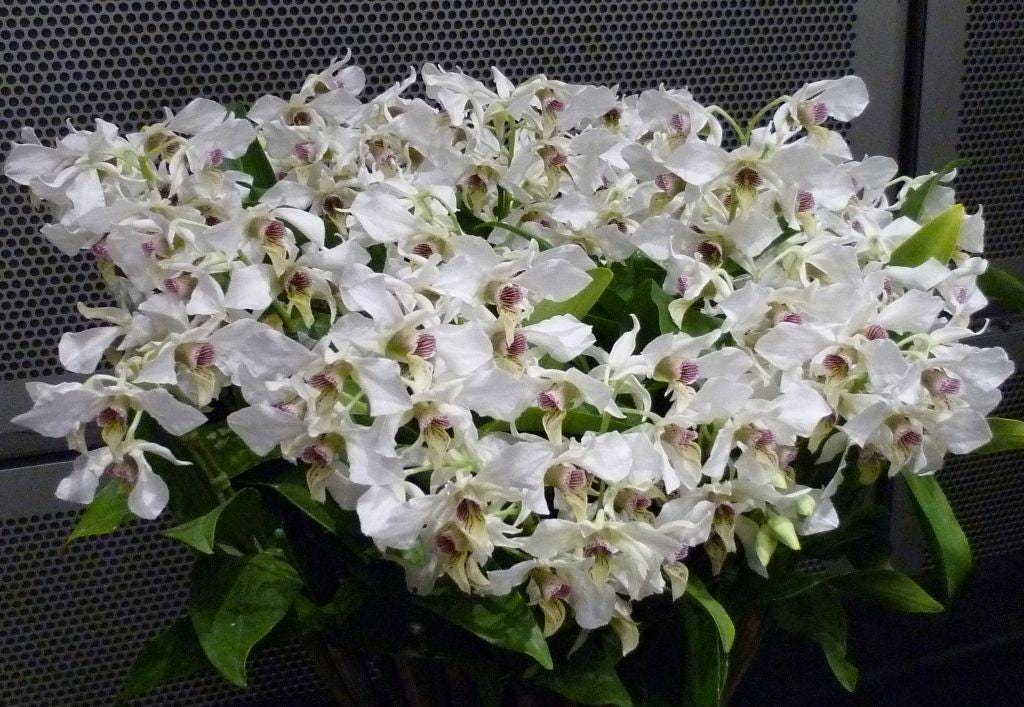 Dendrobium Roy Tokunaga 1 Plant Orchid hybrid plant