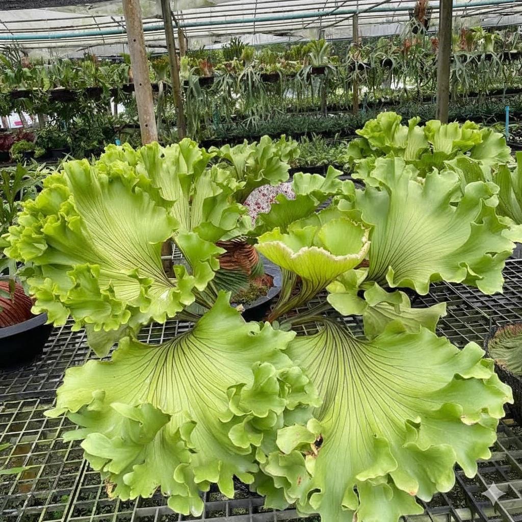 A x Platycerium ridleyi "Monkey King" Staghorn Fern - 1 Plant (Plant A)