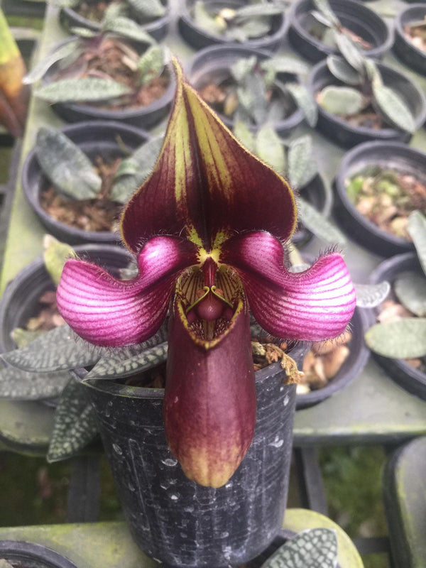 Paphiopedilum collection Orchid Plant: Lady Slipper Bloom Size