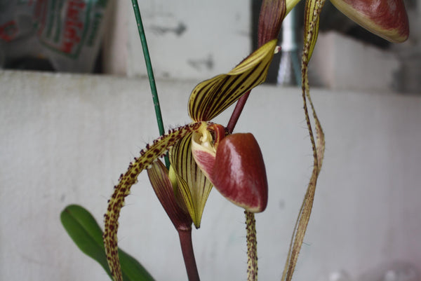 Paphiopedilum Prince Edward of York Orchid Plant – Bloom Size Hybrid Lady Slipper