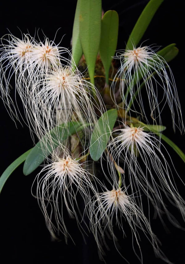 Bulbophyllum medusae
