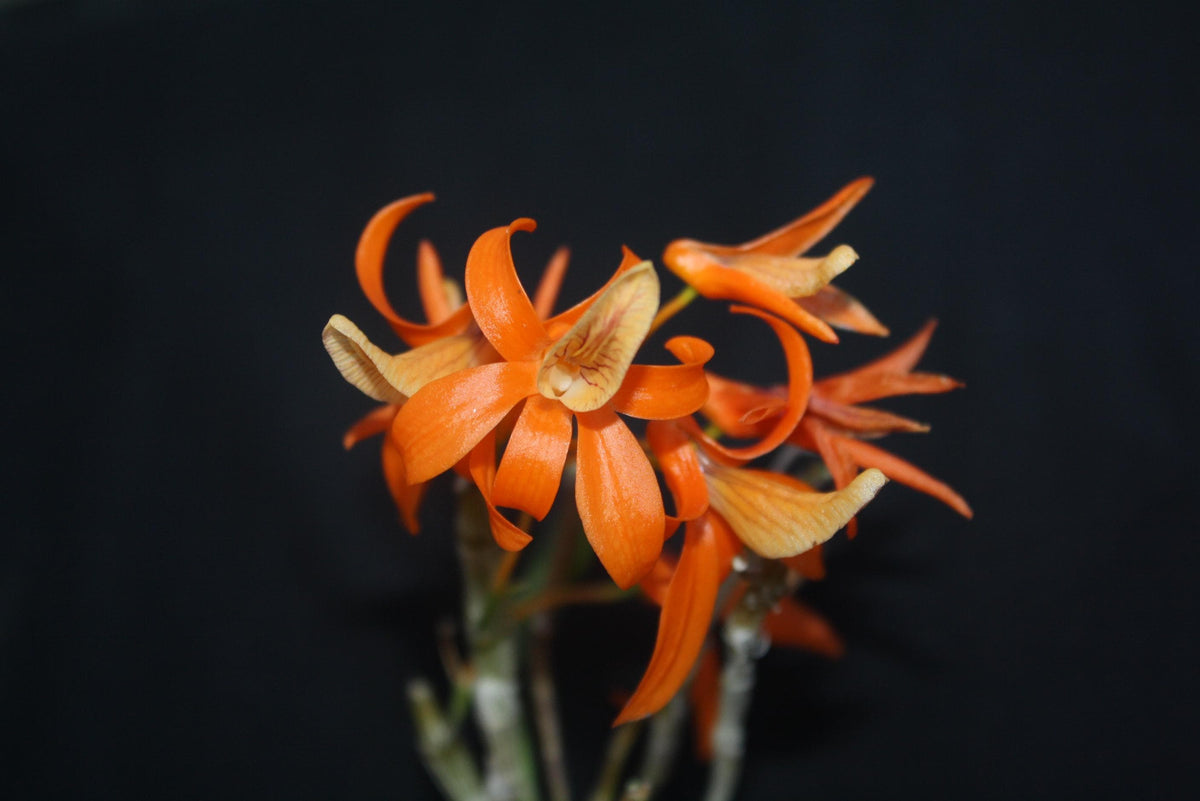 Dendrobium unicum 1 Plant Orchid (Bloom Size) Beauty Dendrobium orange flower Fragrant
