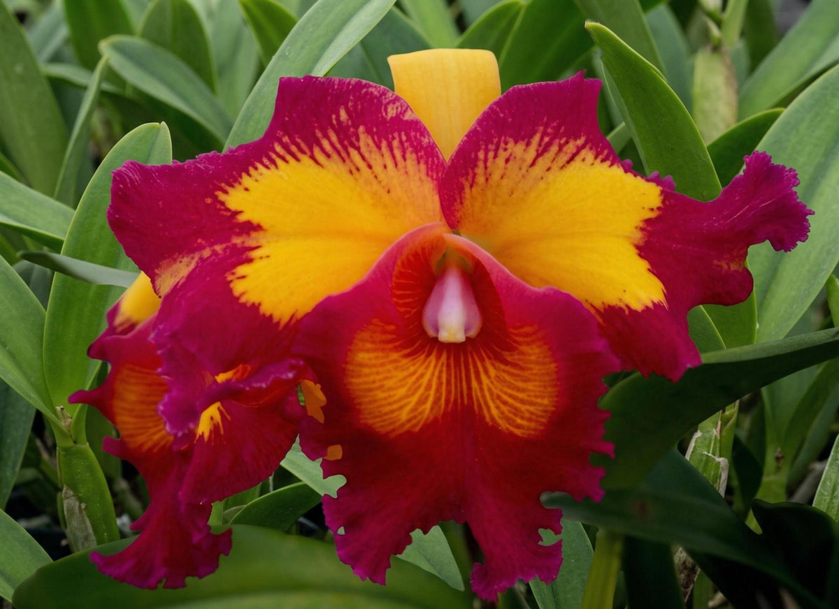 Rlc.chunfong little sun Orchid 1 Plant, Hybrid Bloom Size Cattleya and Laelia Collection