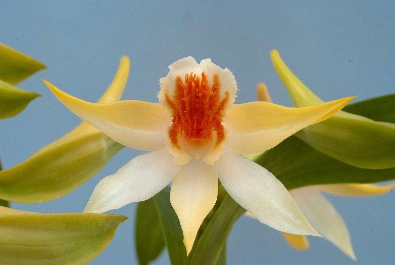 Dendrobium schrautii Orchid Plant: Inverse Flower Species, Bloom Size (1.5" Pot)