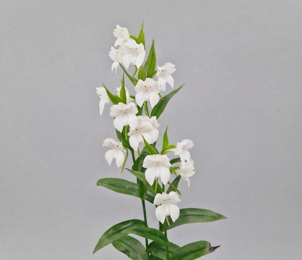 Pecteilis cambodiana 2 Bulbs Orchid Bulb, Bloom Size, Limited Collection,Rare Terrestial Orchid