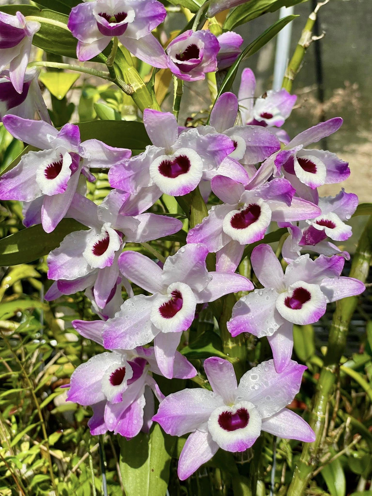 x2 Dendrobium nobile Orchid Plant (Starter Size) – White Pink Purple Blooms