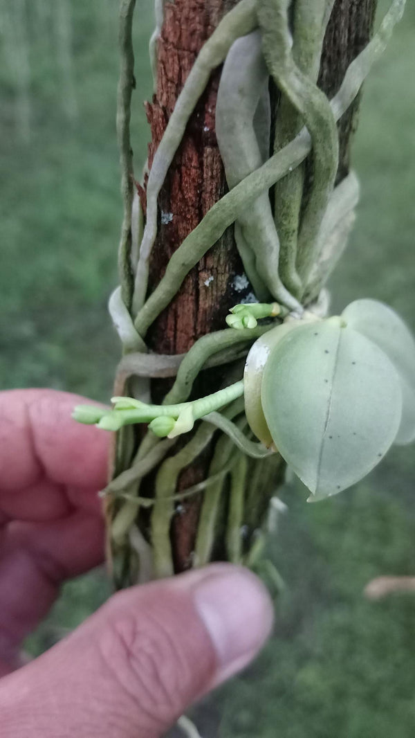 Phalaenopsis Parishii Orchid Plant, Miniature Blooming Size Orchid Fragrant Flower