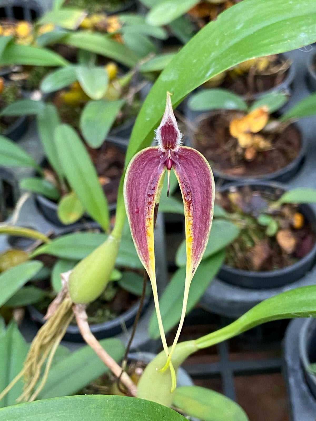 Bulbophyllum maxillare 1 Plant Orchid (bloom Size) rare tropical orchid collecttion
