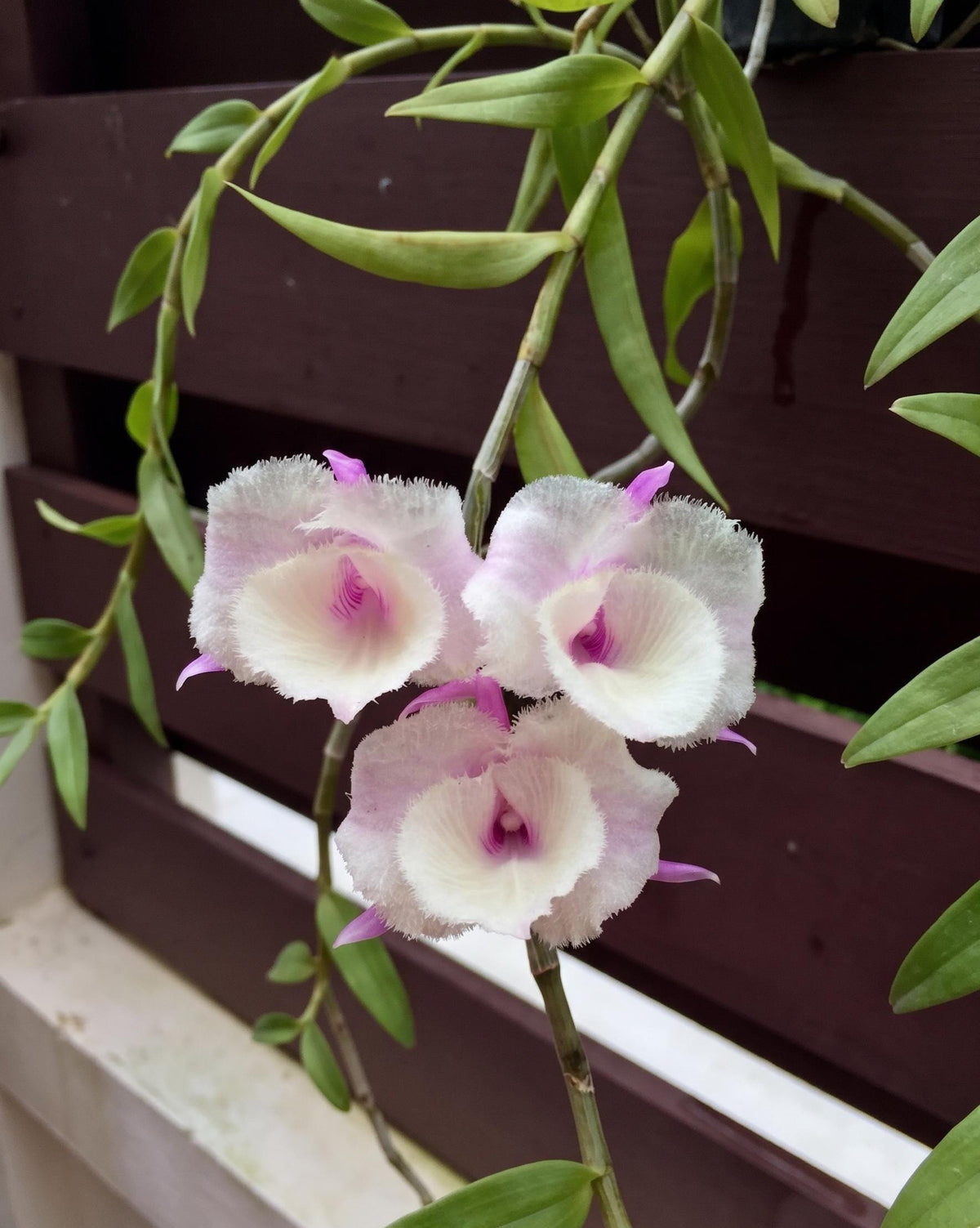 Orchid Dendrobium aphyllum trilabelo shining pink 1 Plant fragrant orchid
