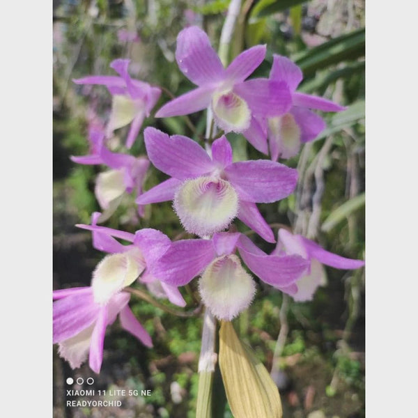 Dendrobium aphyllum 1 Plant fragrant orchid Rare and Beautiful