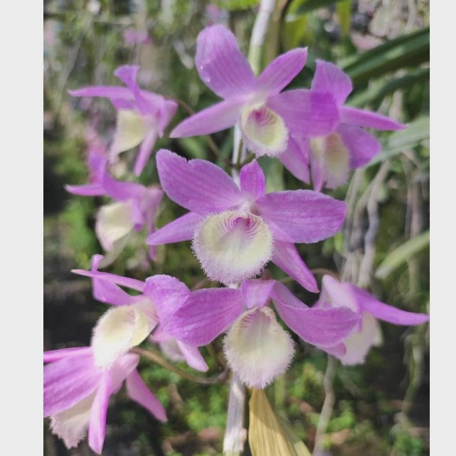 Dendrobium aphyllum 1 Plant fragrant orchid Rare and Beautiful