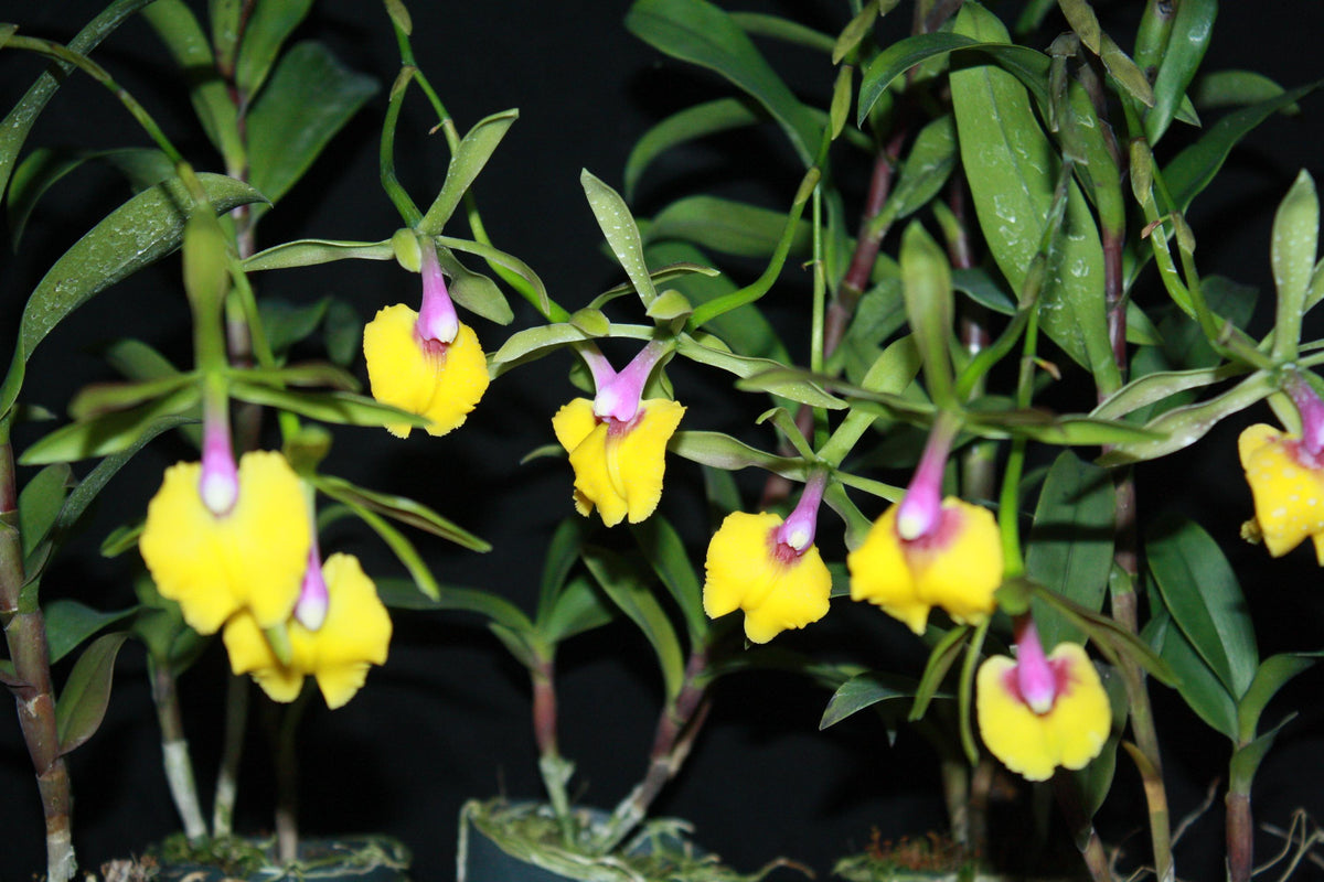 Epicattleya René Marqués (Epc. René Marqués)'Flamethrower' 1 Plant Orchid Cattleya ,Epidendrum