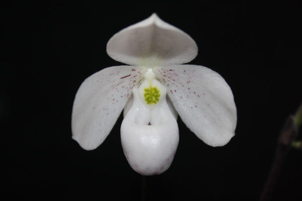 Paphiopedilum thaianum Orchid Plant – Medium Rare Lady Slipper Orchid