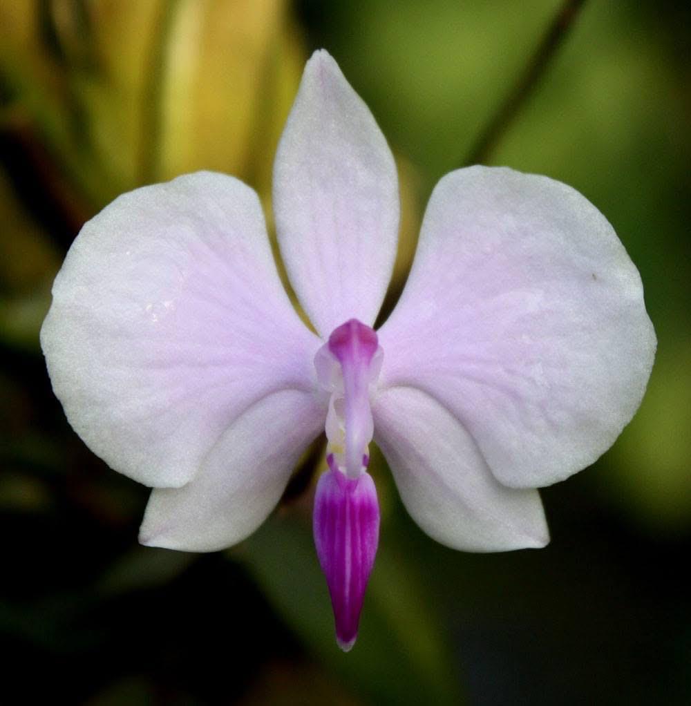 Phalaenopsis lowii 1 Plant Orchid Plant – rare orchids