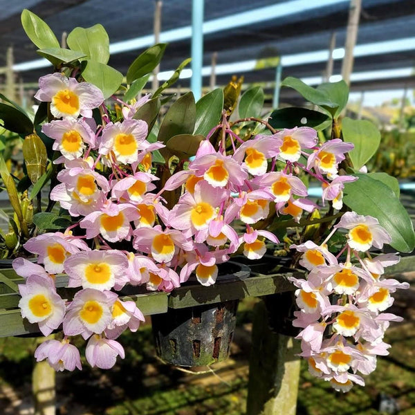 Dendrobium farmeri (Pink) 1 Plant Orchid (Bloom Size) Beauty Dendrobium