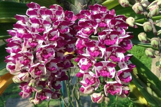 Rhynchostylis Gigantea Foxtail Orchid Live Plant | Rare Color Variants, Fragrant Species