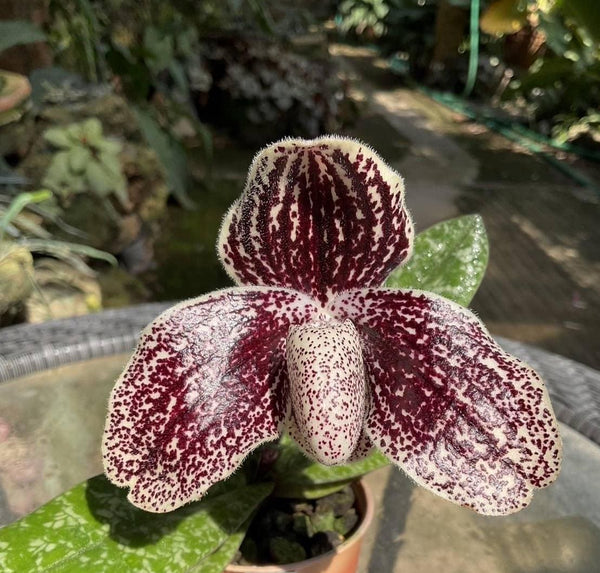 Paphiopedilum myanmaricum 1 Plant Orchid (bloom Size) rare tropical orchid collecttion
