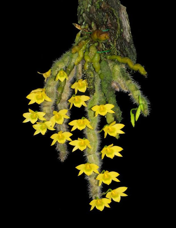 Dendrobium senile Orchid Plant : Beautful and rare orchids, Mini orchid Collection (Bloom Size)