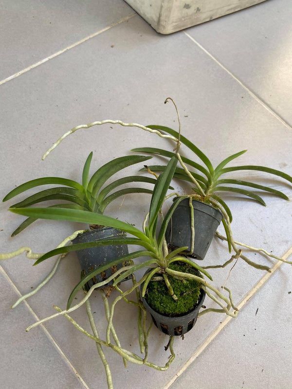 Neofinetia falcata 'Koto'