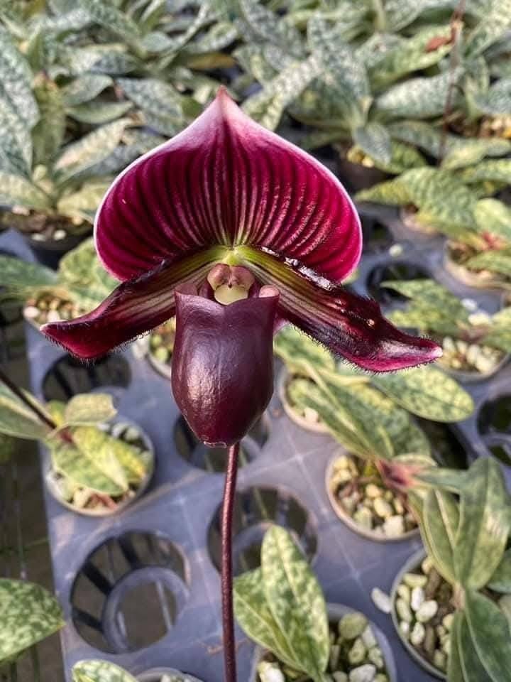 Paphiopedilum Maudiae Red (Paph maudiae type) 1 plant orchid collection hybrids