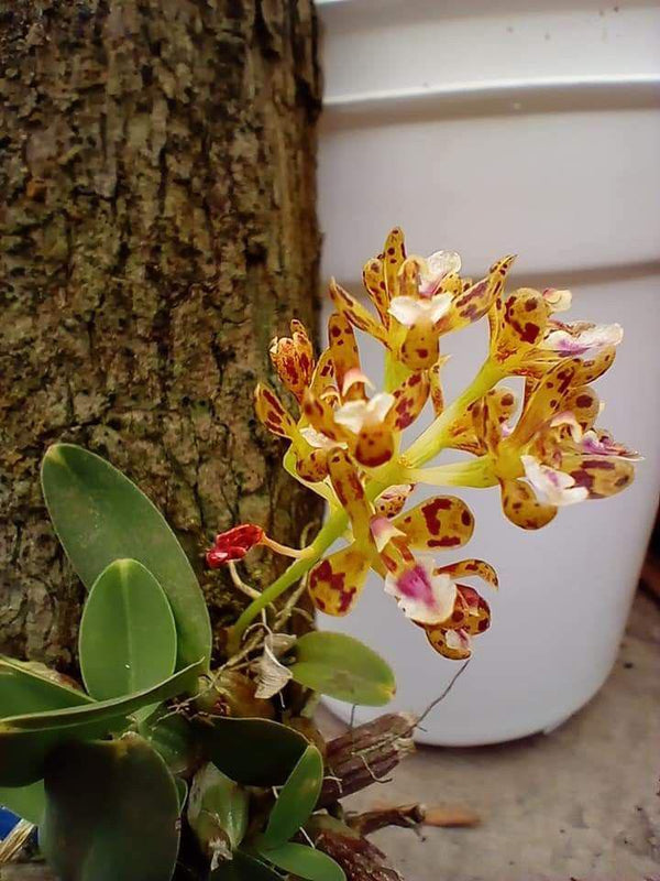 Acriopsis densiflora 1 Plant Bloom size , orchid Mini orchid collection