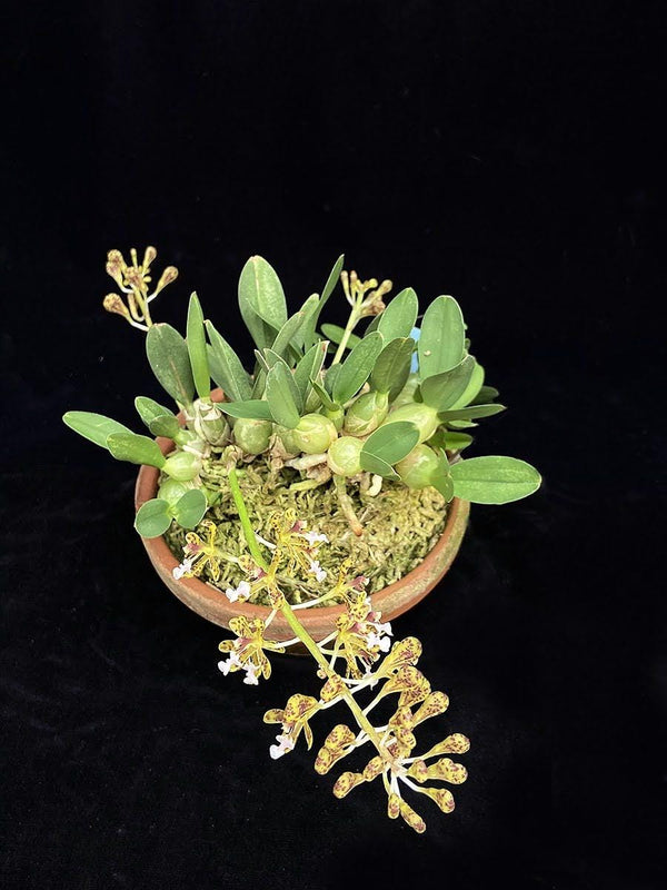 Acriopsis densiflora 1 Plant Bloom size , orchid Mini orchid collection
