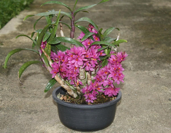Dendrobium Hibiki 1 Plant Bloom size , Dendrobium orchid Mini orchid collection